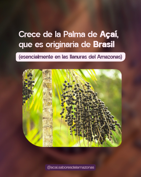 Acai Sabores del Amazonas 